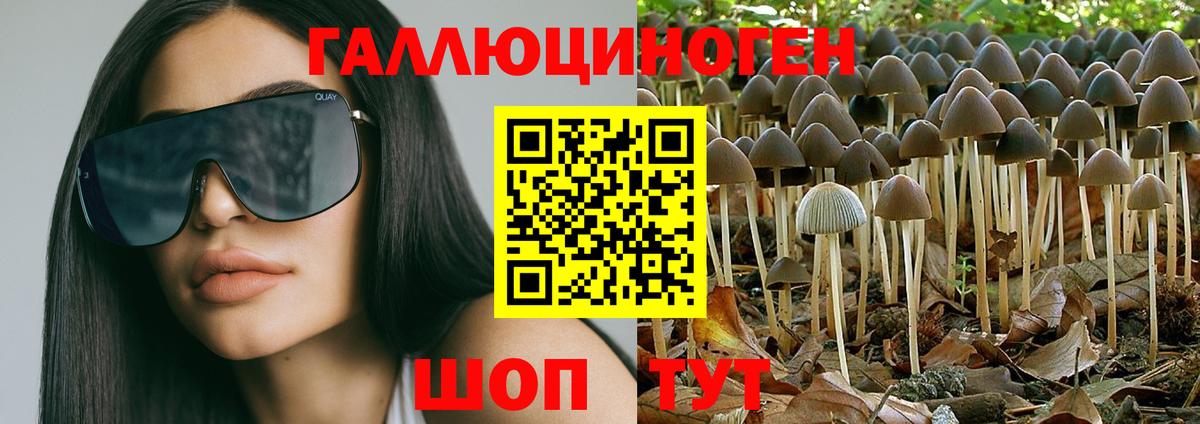 Галлюциногенные грибы Psilocybe Северск